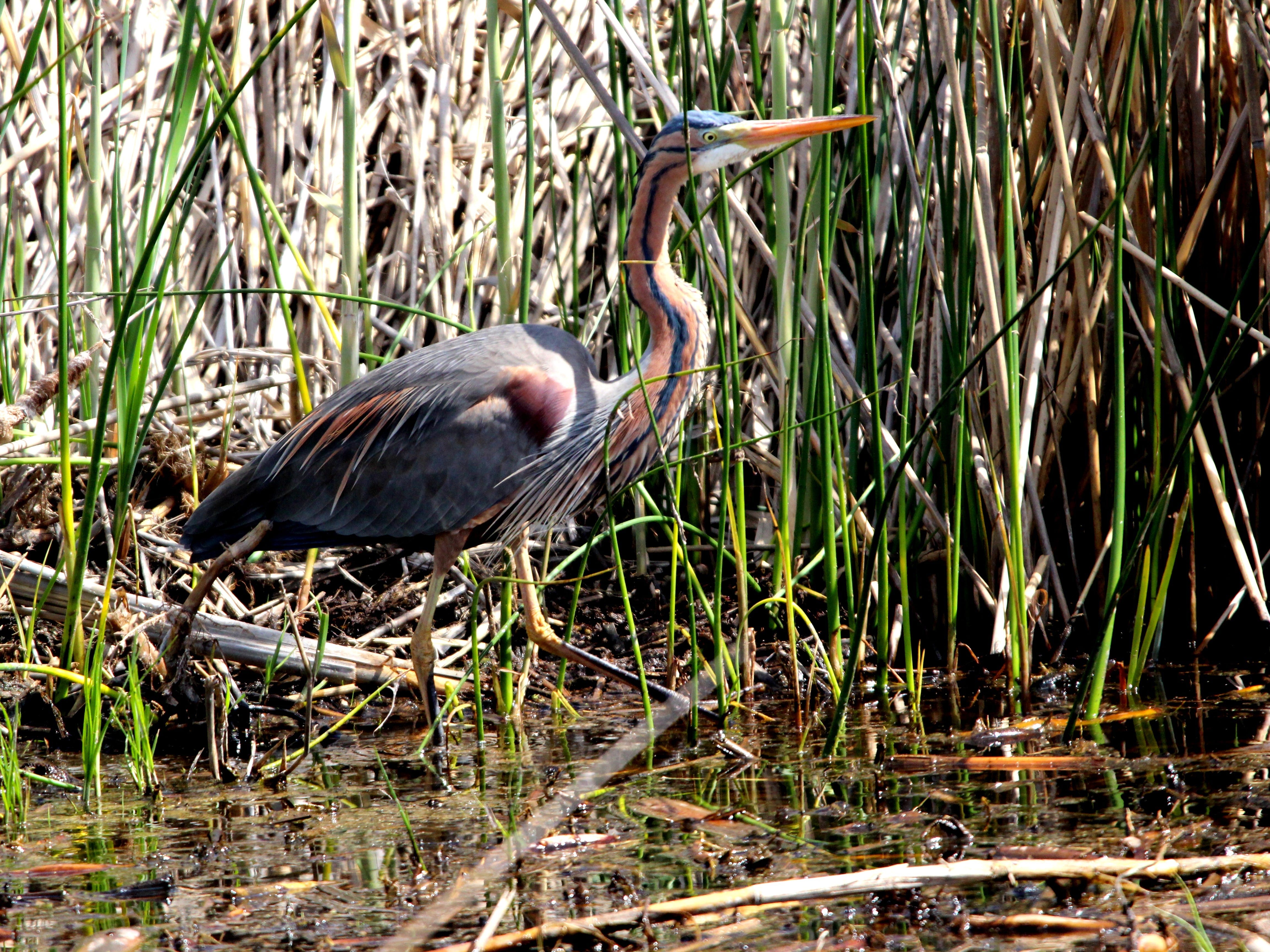 Heron pourpré 2 A Canna 8 avril
