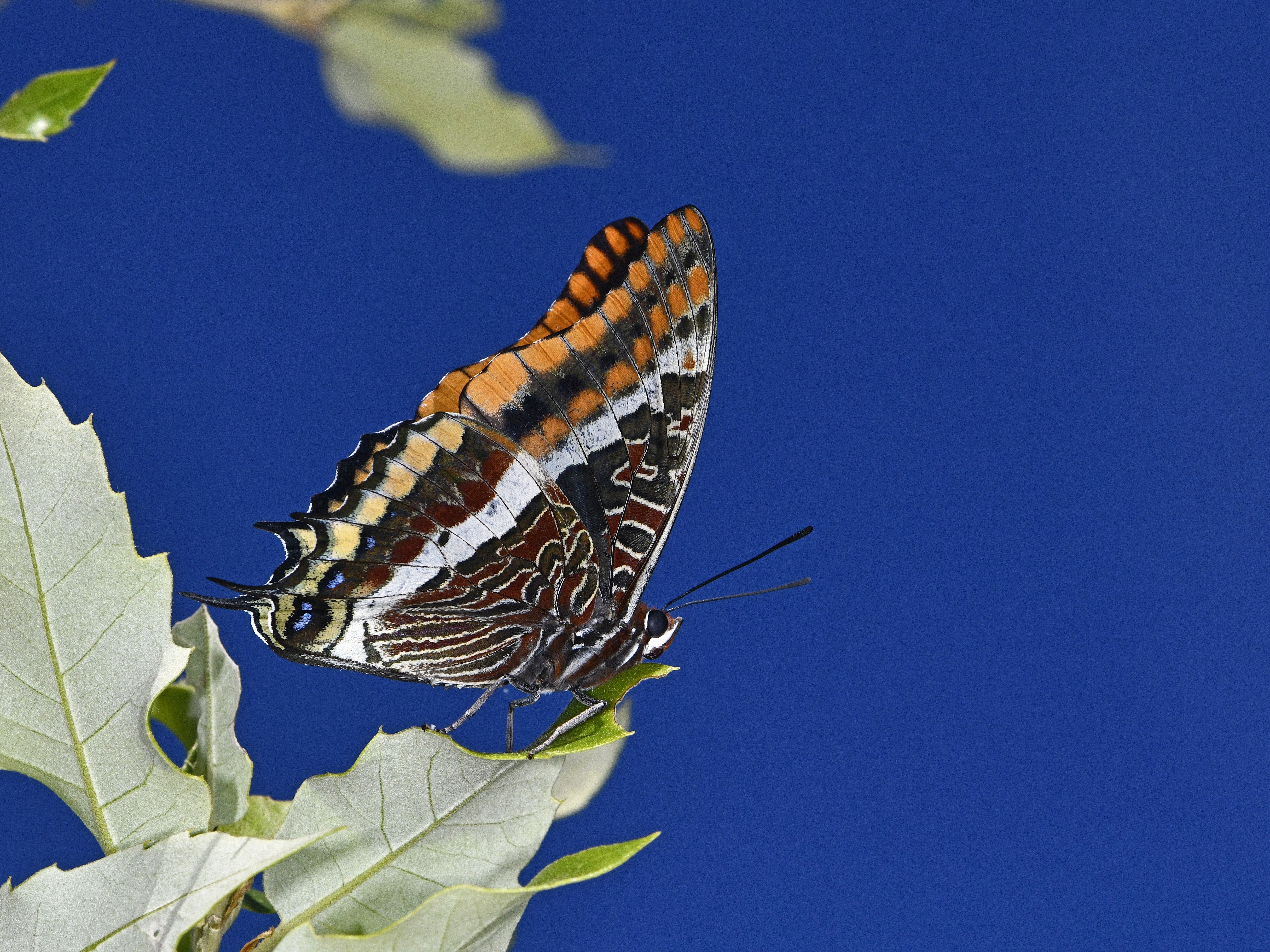 _RAT0647 Charaxes jasius