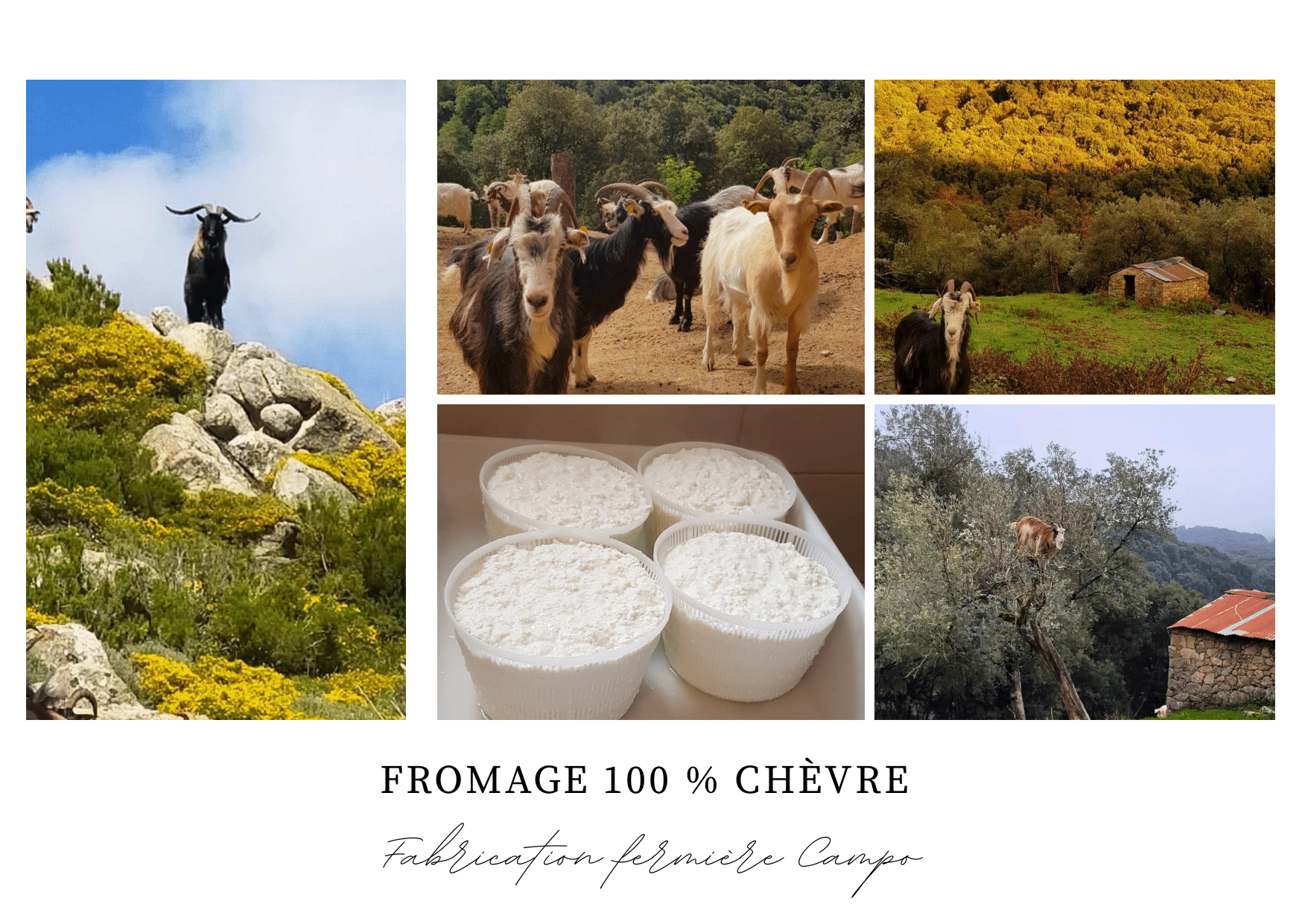 federici 2 (1)